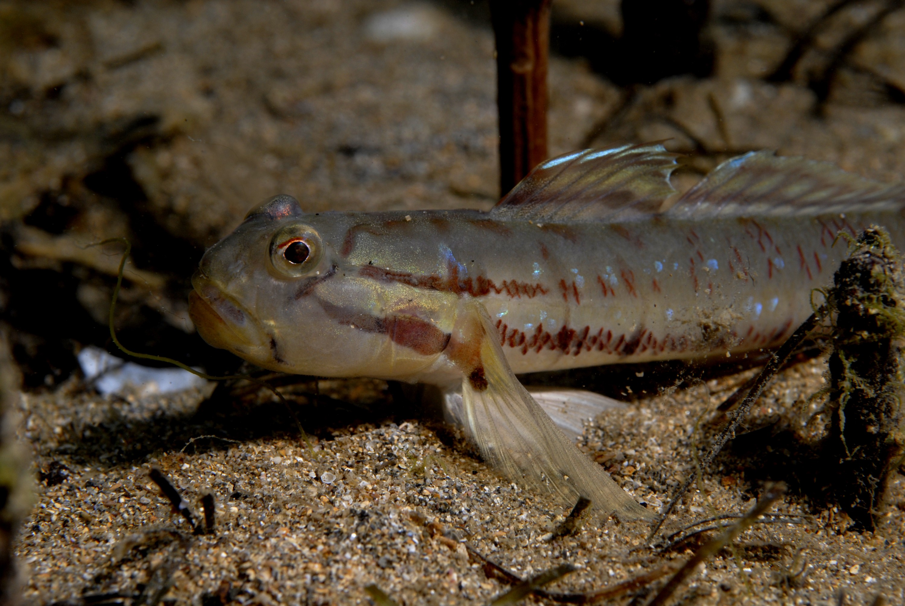 _JFG5374 – crispin, nz, new, zealand, new zealand, aug16_cm, Australian, bridled, goby, Arenigobius, bifrenatus, introduced, pest,
